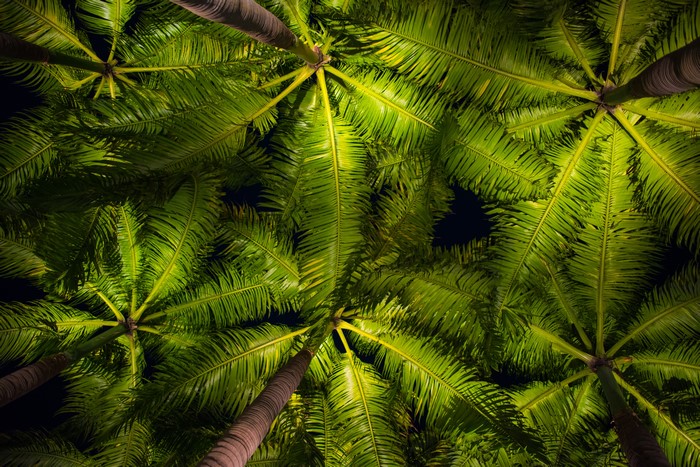 Bottom view of palm trees at night