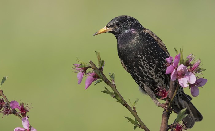 Common starling perched on a blooming branch