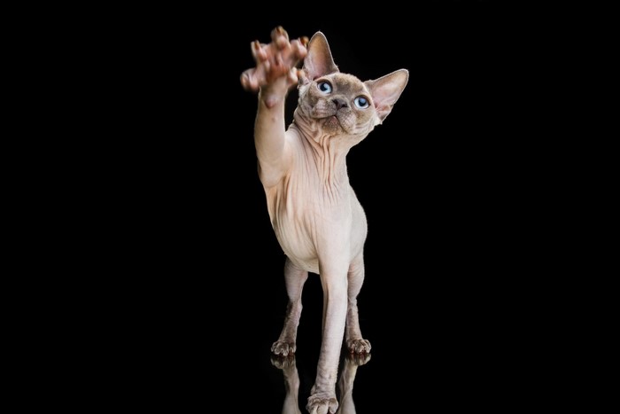 Sphynx cat with paw raised on black background