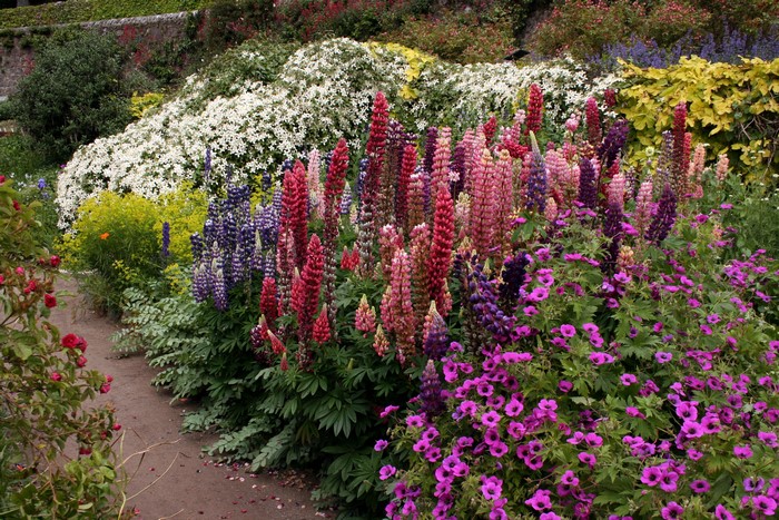 Lupins and Geraniums in a Garden at Inverewe Gardens, Scotland