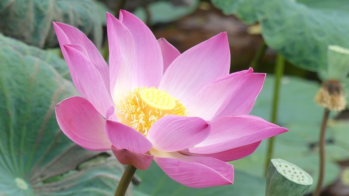4K Pink Lotus Flower Closeup