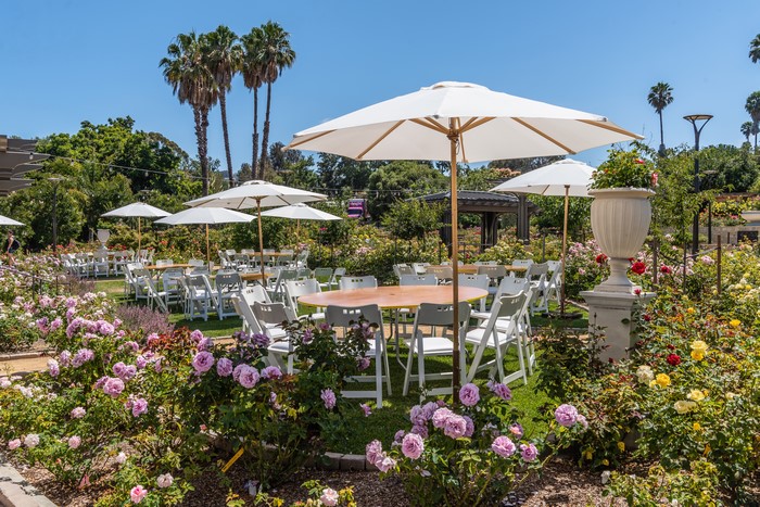 Outdoor event setup with tables, chairs, and umbrellas in a rose garden