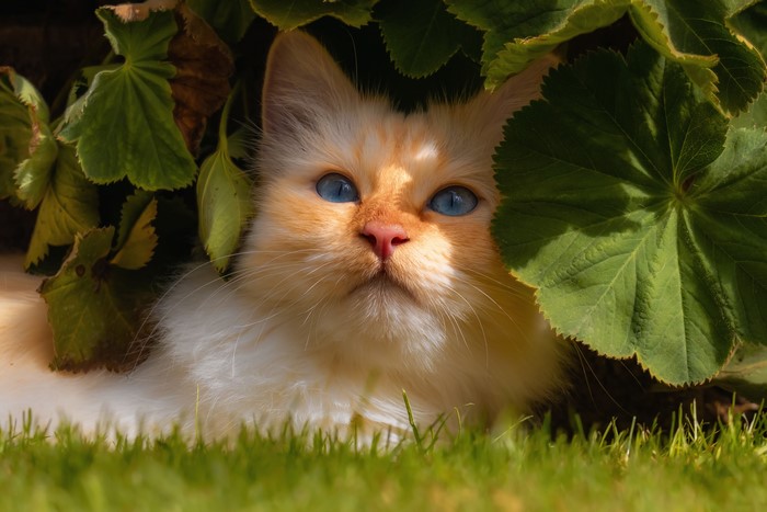 Ginger cat with blue eyes peeking from foliage
