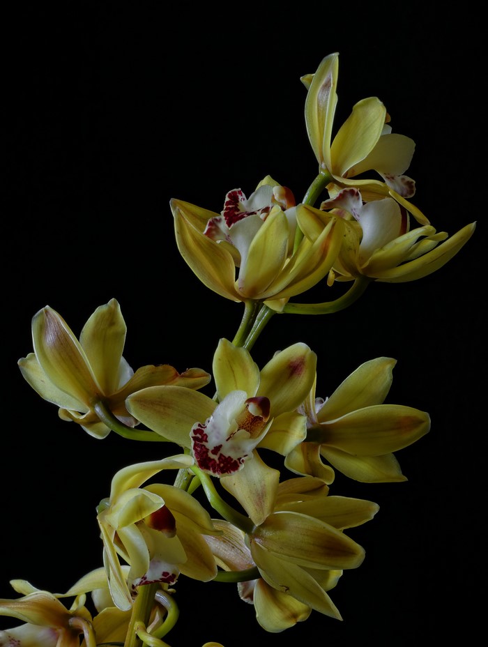 Yellow orchids on a black background
