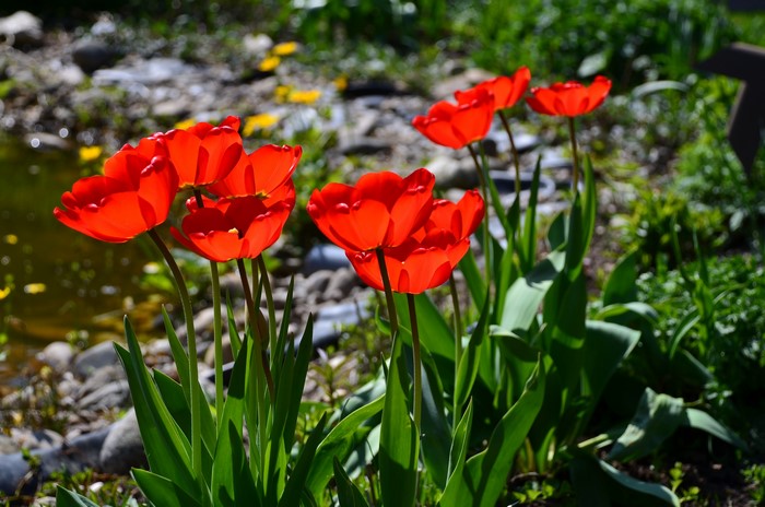Red Tulips Blooming in a Garden