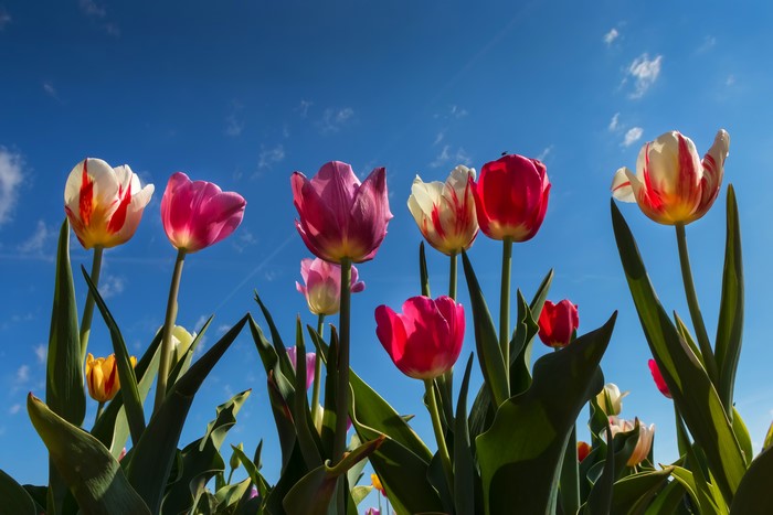 Tulips against a blue sky, bottom view