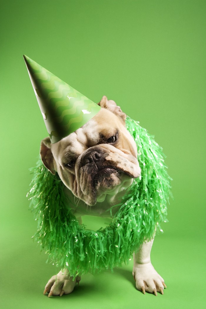 Bulldog wearing a party hat and green garland