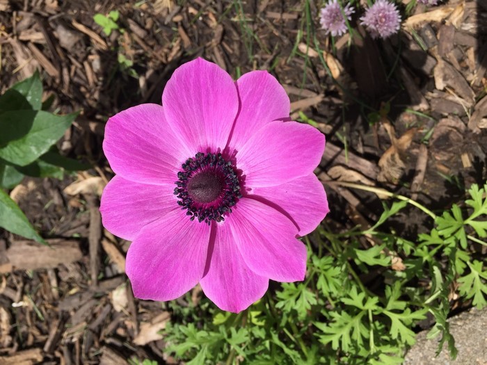 Pink Anemone Flower with Dark Center
