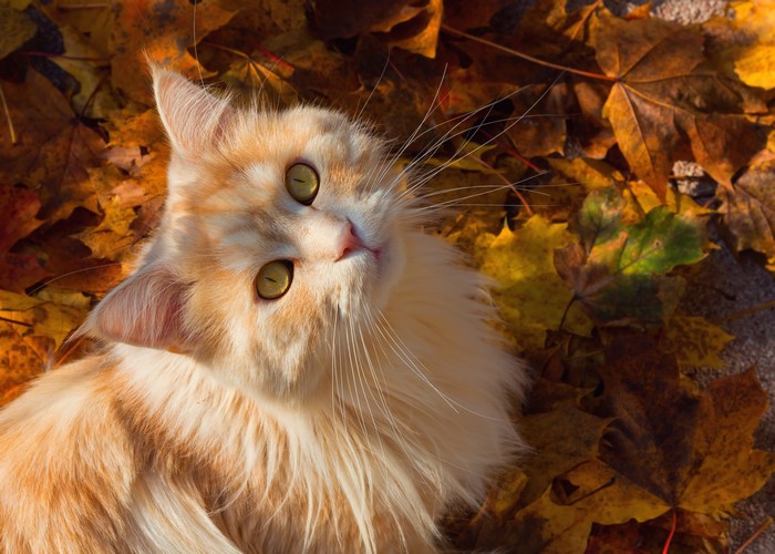 Ginger cat lying on autumn leaves