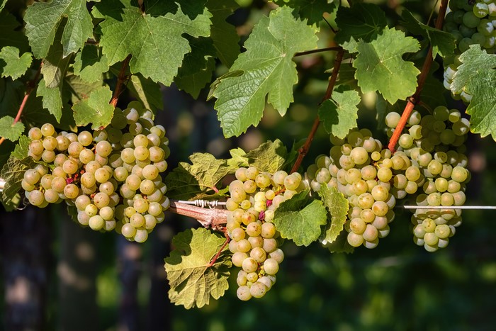 Grapes on branches with foliage