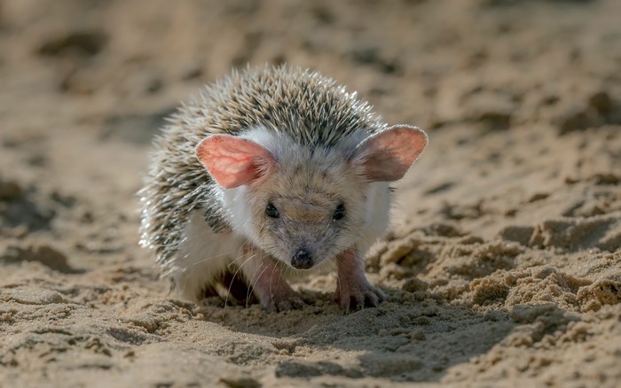 Hedgehog on Sand