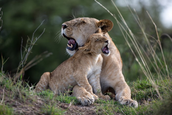 Lioness and cub yawning in tall grass
