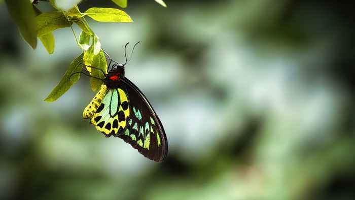 Ornithoptera priamus urvillianus butterfly on a leaf