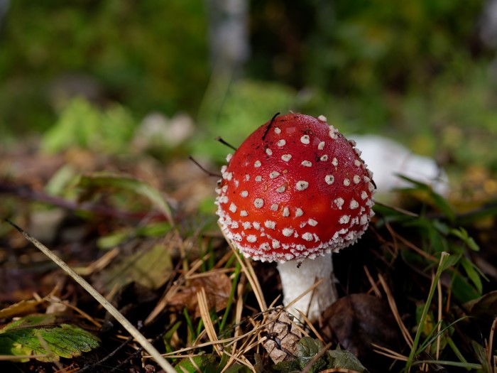 Amanita muscaria mushroom in the forest