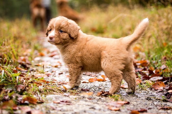 Puppy of Nova Scotia Duck Tolling Retriever