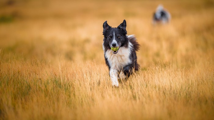 Border Collie running in a field with a ball
