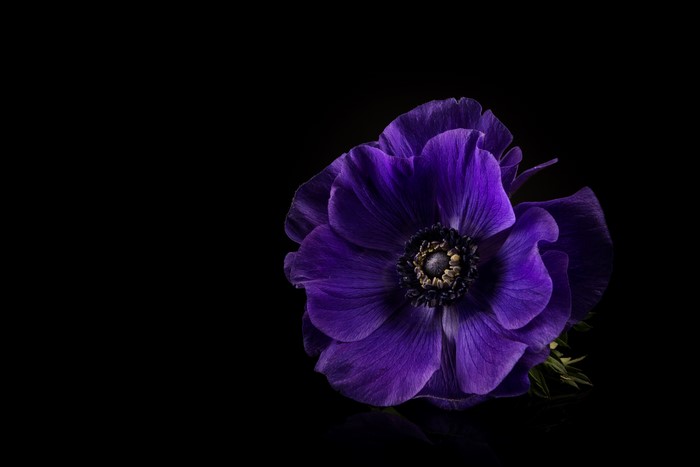 Purple Anemone Flower on Black Background