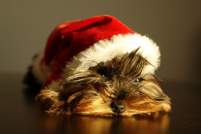 Yorkshire Terrier puppy wearing a Santa hat