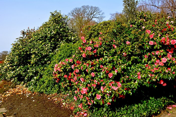 Camellia shrubs with pink and white flowers
