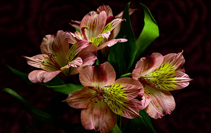 Alstroemeria flowers on a black background