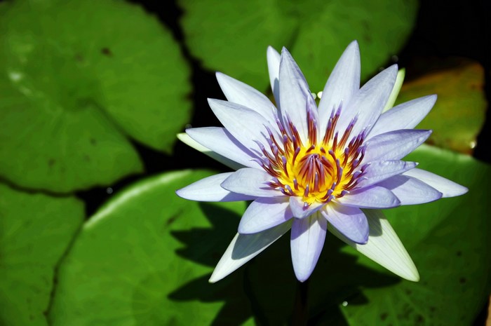 Close-up of a light purple water lily with yellow center