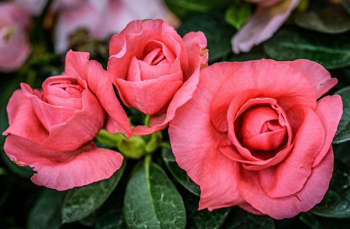 Three pink begonias in close-up