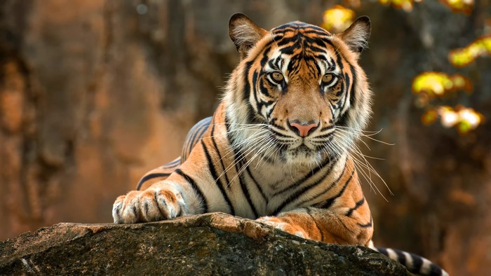 Tiger with Paws and Whiskers