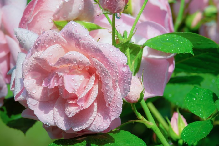 Pink Roses with Water Drops