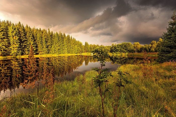 Forest reflected in a pond under a cloudy sky