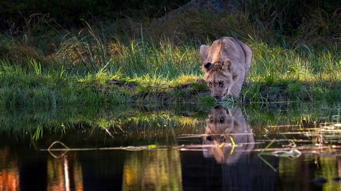 Lion cub drinking water from lake with reflection