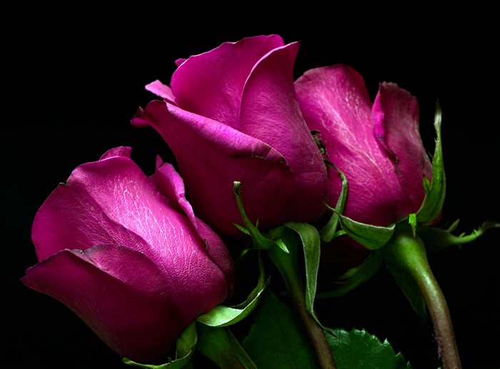 Three Violet Roses Closeup on Black Background