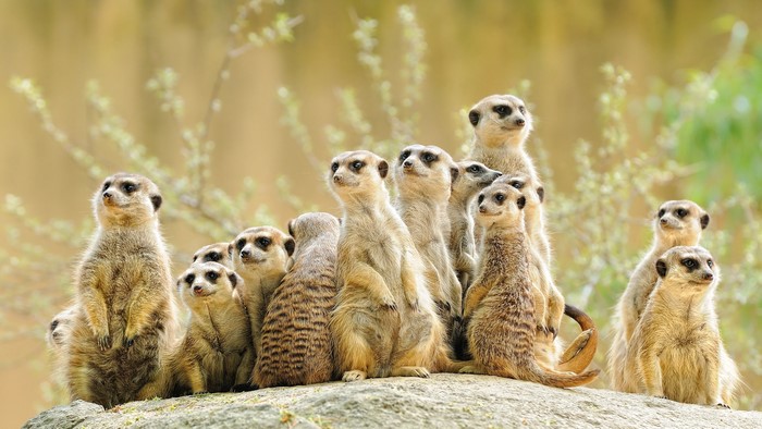 A group of meerkats on a rock