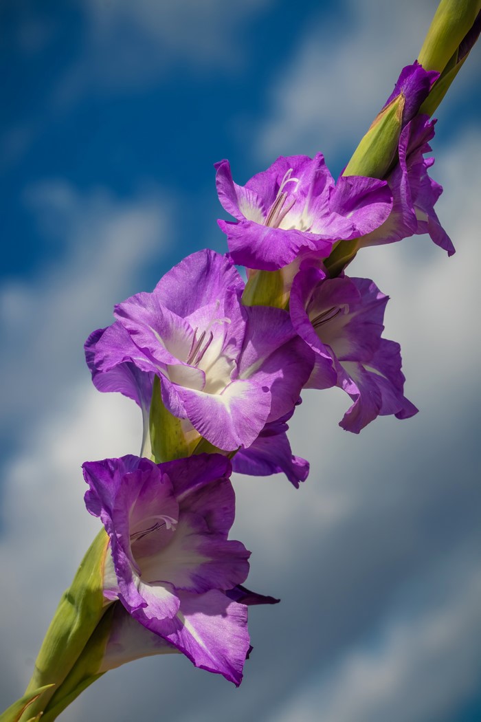 4K Gladioluses Closeup Violet