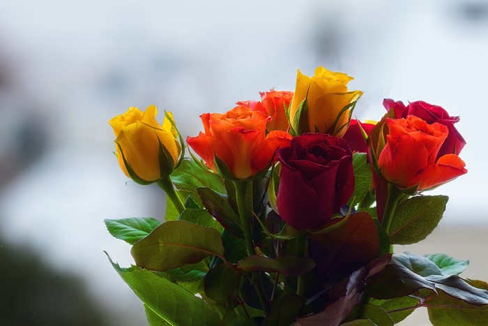 Bouquet of Multicolor Roses with Bokeh Background