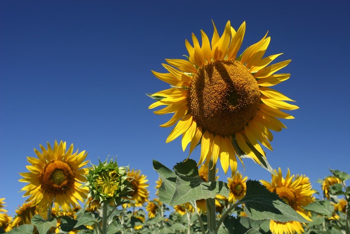 Sunflowers in a field under a blue sky