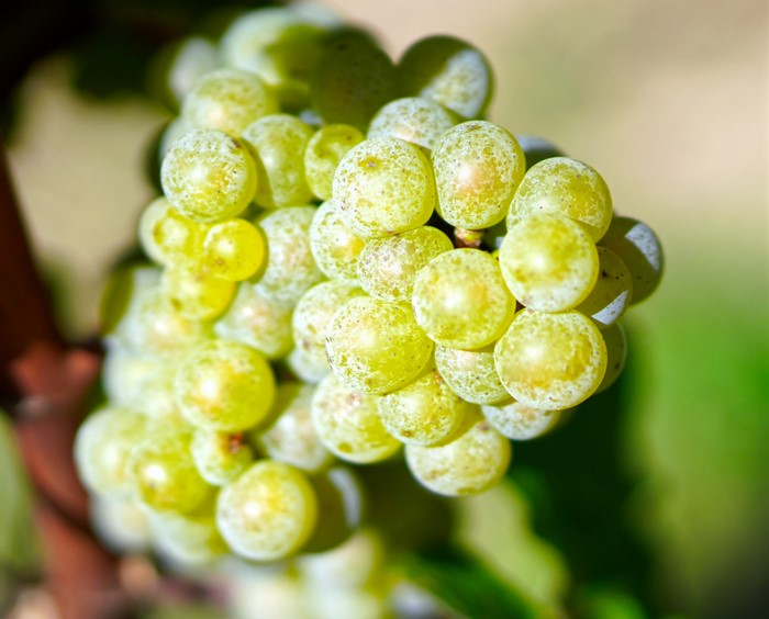 4K Green Grapes Closeup