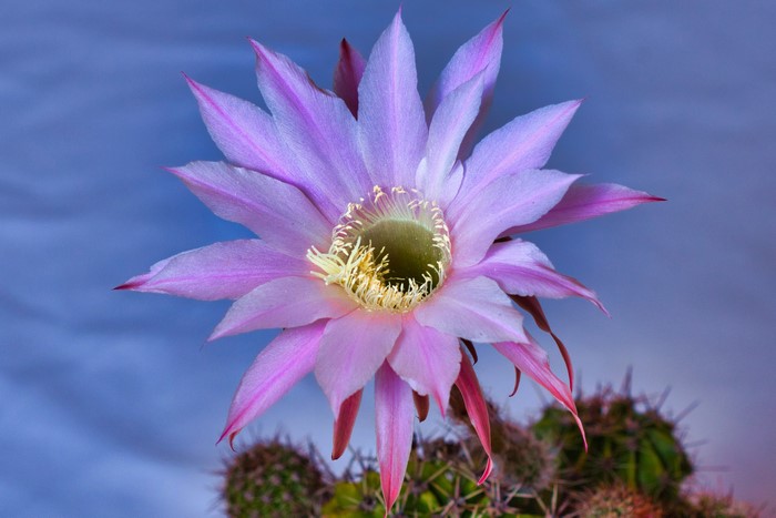 Close-up of a blooming pink cactus flower