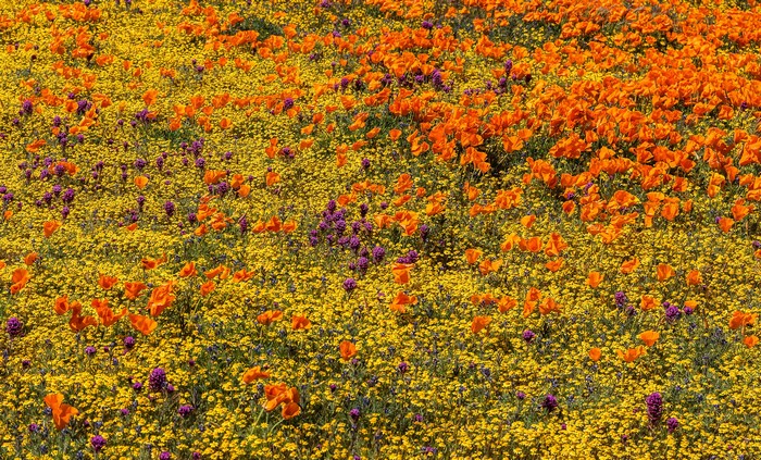 Field of California Poppies and Purple Flowers