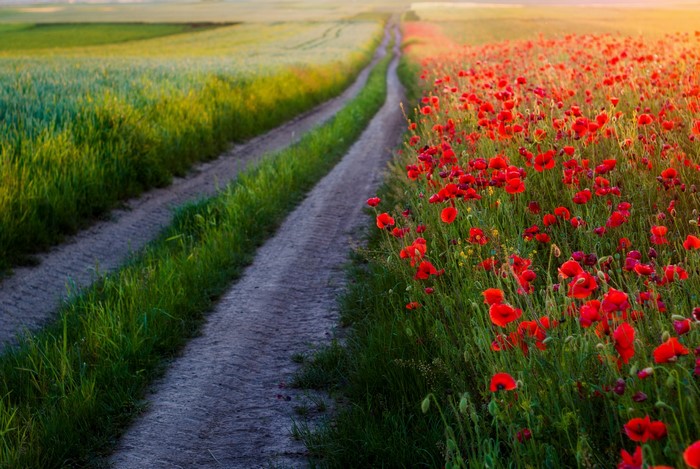 Dirt road through fields of green grass and red poppies