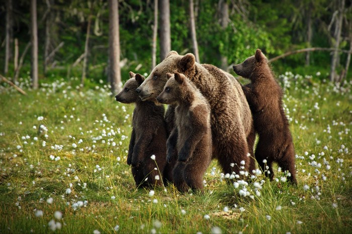 Mother Brown Bear with Three Cubs in a Meadow