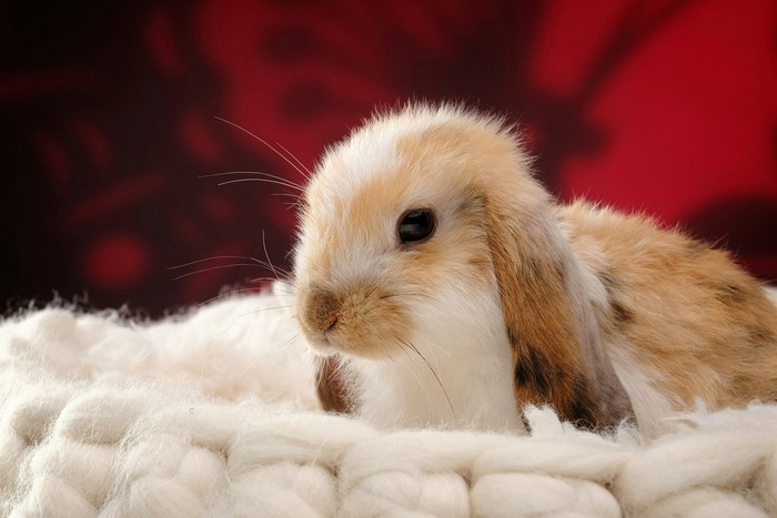A lop-eared rabbit on a white fluffy surface