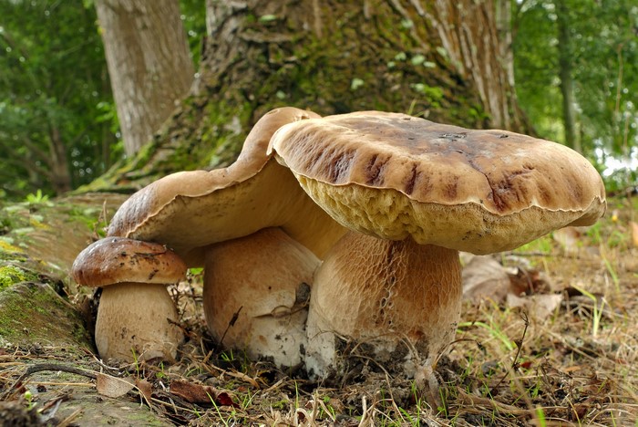 Three Penny Bun mushrooms growing by a tree