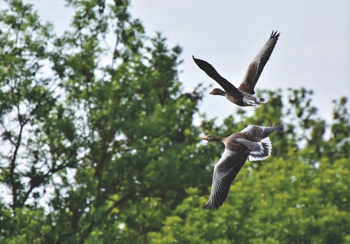 Two Geese in Flight