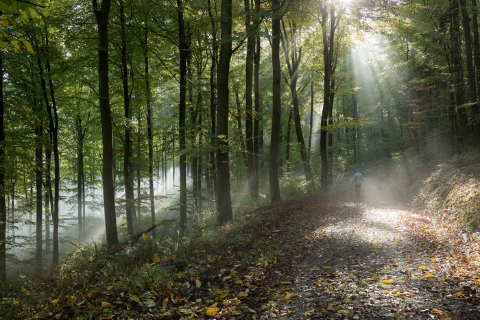 Sunlight filtering through trees in a foggy forest