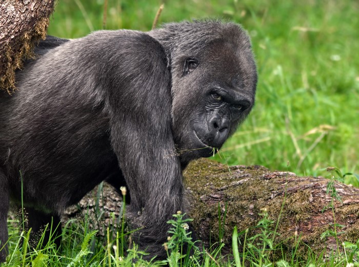 Gorilla looking over its shoulder in a grassy field