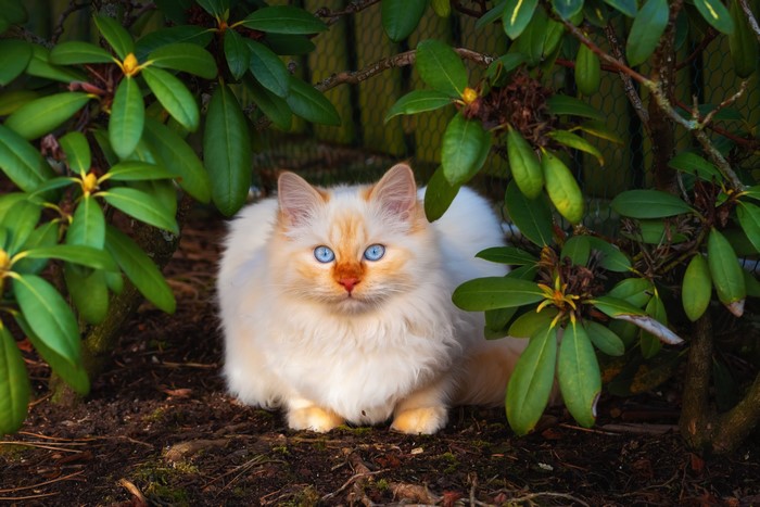 A fluffy cat with blue eyes sits among green leaves