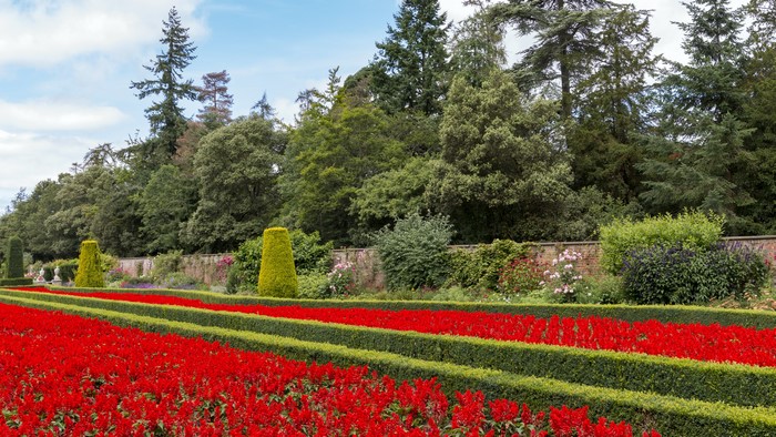 Formal garden with red flowers and manicured hedges