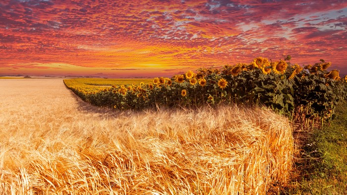 4K Wheat and Sunflower Fields at Sunset