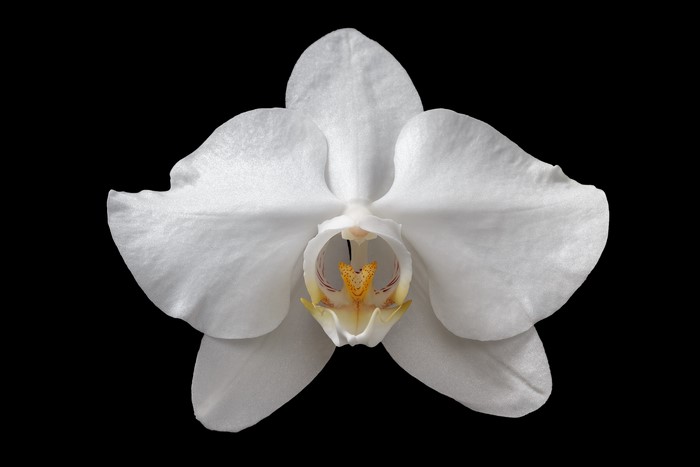 White Orchid on Black Background