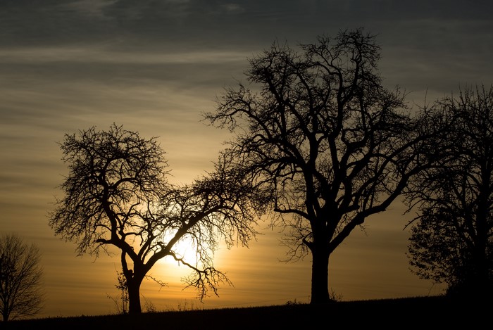 Silhouette of trees during sunset